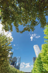 Wall Mural - Beautiful green urban park in downtown Dallas in sunny day. Low angle view tree lush canopy with modern buildings in background cloud blue sky. Public recreation and outdoor activities concept