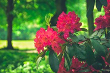 Spring Natural Flowers. Beautiful Red Blooming Rhododendrons In The Park.
