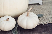 Heirloom And Mini White Pumpkins Sitting On Wooden Rustic Table Decorated For Thanksgiving Day Or Halloween.