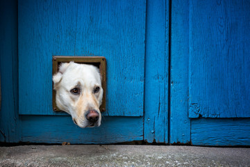 Head of Labrador dog sticking through cat flap