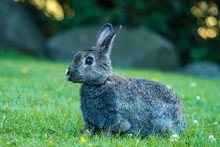 Side Portrait Of Grey Rabbit Sitting On The Green Grassy Field