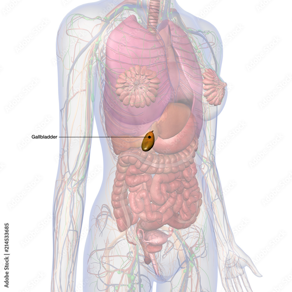 Female Internal Anatomy with Gallbladder Labeled in Isolation Stock ...