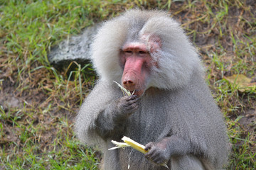 Male Hamadryas baboon eating a banana tree leaf