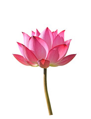 Wall Mural -  Lotus flower on white background