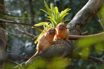 Wall Mural - Two Golden Lion Tamarin Primate looking at the camera