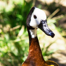 Close Up Of White Faced Whistling Duck Walking Standing Against A Blurred Background Of Green Vegetation, A Noisy Bird With A Whistling Call And Black And White Head With Along Gray Bill And Brownish 