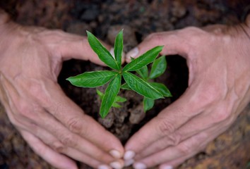 Two hands of the men making heart-shaped surrounding the seedlings are growing, Idea love earth concept.