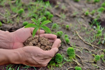 hands holding young plant on soil nature backgrounds, ecology concept, earth concepts.