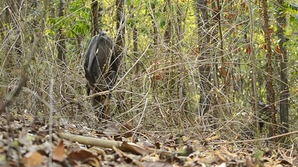 Wall Mural - male nyala in forest