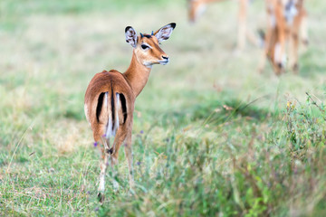 Wall Mural - Impala on savanna in Africa