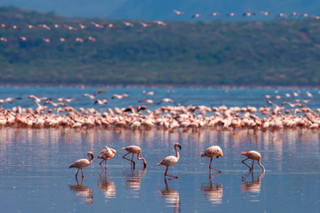 Wall Mural - Flamingos