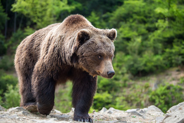 Sticker - European brown bear in a forest landscape