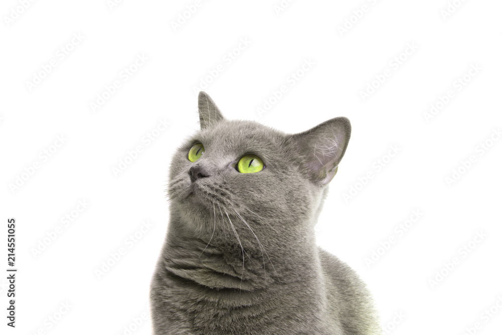 blue gray british cat isolated on the white - obrazy, fototapety, plakaty 
