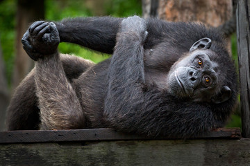 Wall Mural - Chimpanzee males were lying on the timber.