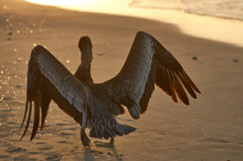 Pelican Opens Its Wings Along The Evening Beach, Rear View