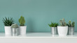 © andreaobzerova - Modern room decoration. Collection of various potted cactus and succulent plants on white shelf against pastel turquoise colored wall. House plants banner.