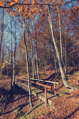 Wall Mural - Woodland with wooden bridge at fall