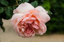 Beautiful Rose In Full Bloom