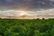 Field of the young alfalfa at sunset