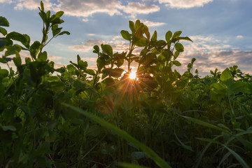 Wall Mural - Young alfalfa on a field at sunset