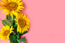 Beautiful Sunflowers On Pink Background. View From Above. Background With Copy Space.