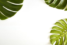 Summer Large Green Tropical Monstera Leaf On White Background