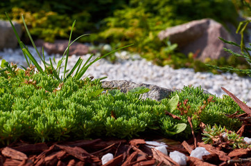 Fresh nature plant close up with decorative rocks.