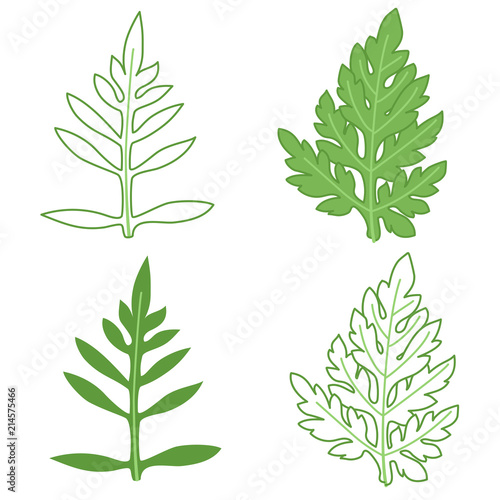 Photographie Ragweed leaves illustration set, colored and outline