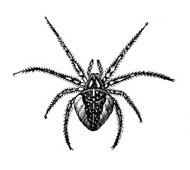 Kreuzspinne.aus: Marie Adenfeller, Friedrich Werner: Illustriertes Koch- und Haushaltungsbuch, Friedrichshagen 1899/1900, S. 481, Fig. 610.