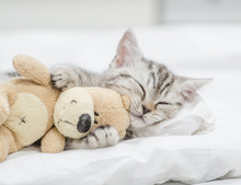 Close Up Baby Kitten Sleeping With Toy Bear