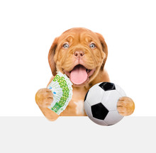 Funny Dog Holding Money And Soccer Ball In His Paws Above White Banner. Isolated On White Background