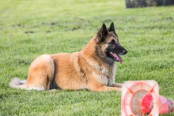 Wall Mural - Portrait of a tervuren dog living in Belgium