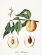 Isolated magdalena peach, peach tree leaves, peach flower and two fruit sections with kernel on white background. Old botanical detailed illustration By Giorgio Gallesio publ. 1817, 1839 Pisa Italy.