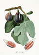 Dark fig, also known as San Pier fig, fig tree leaves, and fig section isolated on white background. Old botanical detailed watercolor illustration By Giorgio Gallesio publ. 1817, 1839 Pisa Italy. 