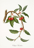 Red cherries, cherry tree leaves isolated on white background. Old botanical detailed watercolor illustration rich of gradients realized by Giorgio Gallesio publ. 1817, 1839 Pisa Italy. 