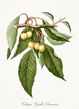 Yellow Cherries, Cherry Tree Leaves, Isolated On White Background. Old Botanical Detailed Watercolor Illustration By Giorgio Gallesio Publ. 1817, 1839 Pisa Italy.