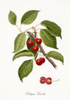 Red cherry, also known as Visciola cherry, cherry tree leaves and fruit section isolated on white background. Old botanical detailed illustration by Giorgio Gallesio publ. 1817, 1839 Pisa Italy