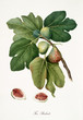 Fig, also known as Rubaldo fig, fig tree leaves and fruit section isolated on white background. Old botanical detailed illustration by Giorgio Gallesio publ. 1817, 1839 Pisa Italy