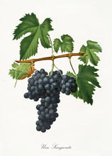 Isolated Branch Of Black Grapes, Sangioveto Grapes, Vine Leaf On White Background. Old Botanical Illustration Realized With A Detailed Watercolor By Giorgio Gallesio On 1817,1839 Italy