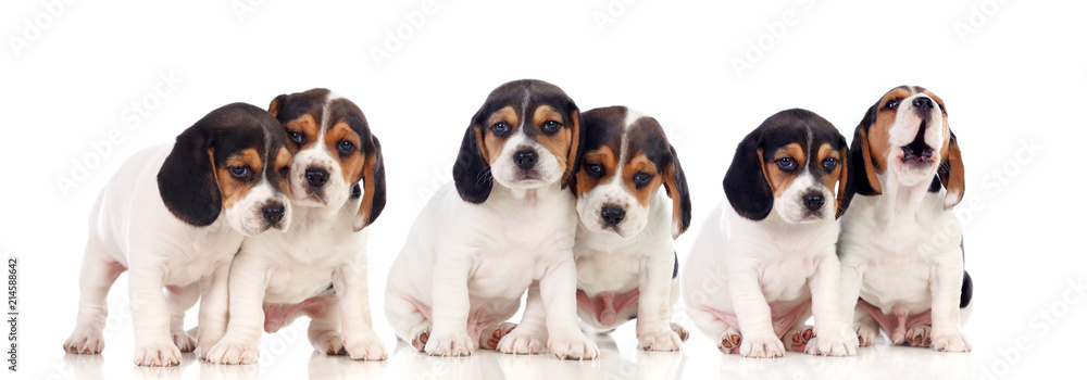 Six beautiful beagle puppies - obrazy, fototapety, plakaty 