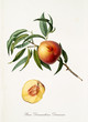 Peach, called Damaschina Duracina Peach, on a single branch with leaves and isolated single peach section on white background. Old botanical illustration realized by Giorgio Gallesio on 1817, 1839