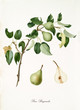 Green pears, called liar pears, on their single branch with leaves and isolated single fruit section on white background. Old botanical illustration realized by Giorgio Gallesio on 1817, 1839