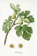 Couple of figs on their branch with fig leaves and section of a single fruit isolated on white background. Old botanical detailed illustration watercolor by Giorgio Gallesio on 1817, 1839
