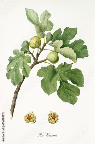 Couple Of Figs On Their Branch With Fig Leaves And Section Of A Single Fruit Isolated On White Background Old Botanical Detailed Illustration Watercolor By Giorgio Gallesio On 1817 19 Stock Illustration Couple Of Figs On Their Branch With Fig Leaves And Section Of A Single Fruit Isolated On White Background Old Botanical Detailed Illustration Watercolor By Giorgio Gallesio On 1817 19 Stock Illustration