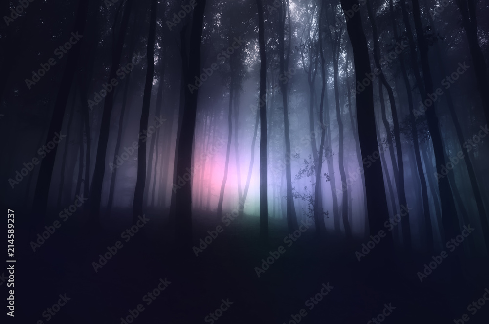 strange light in paranormal forest landscape at night - obrazy, fototapety, plakaty 