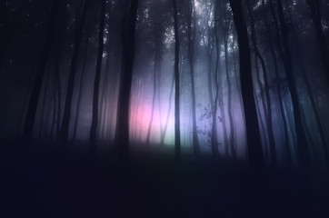 Wall Mural - strange light in paranormal forest landscape at night