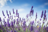 Beautiful landscape of lavender fields at sunset with dramatic sky.