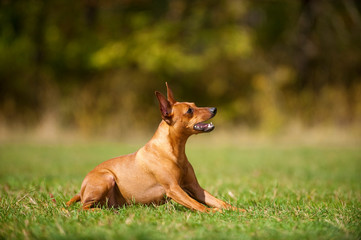 Wall Mural - Sitzender Zwergpinscher sieht nach oben