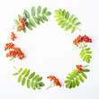 © svitlini - Rowan berries with green leaves lined in a circle shape on a white background. Autumn concept. Top view, flat lay, copy space Top view, flat lay, copy space