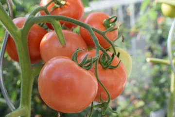 Poster - rote Tomaten